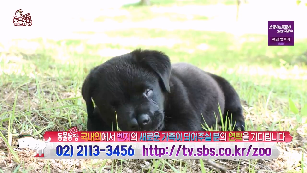 TV 동물농장.E1131.230731p-NEXT.mp4_20230730_190954.647.jpg