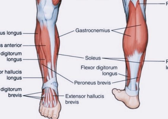 종아리근육-부위별-해설