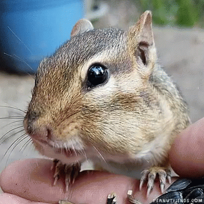 다람쥐 오물오물 하는 모습.gif