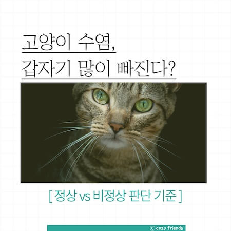 고양이-수염-빠짐-썸네일