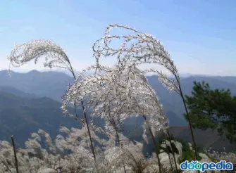억새풀