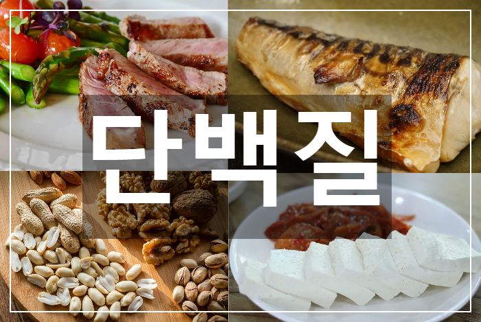  인체를 구성하는 가장 중요한 영양소 단백질