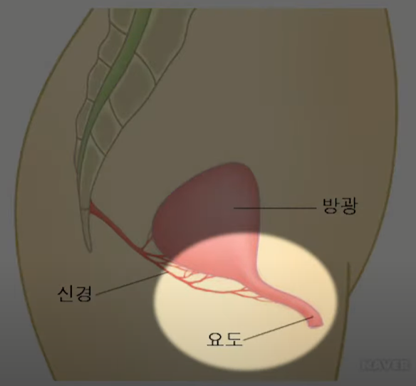  좌변기에 앉아서 소변 보면 전립선 건강에 어떤 문제가?