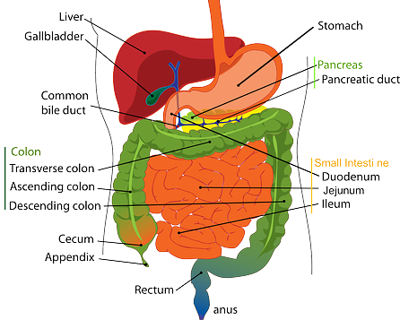위 (Stomach)