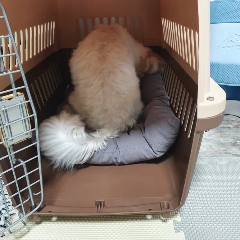 첫걸음 케널 트레이닝 강아지 분리 불안 8