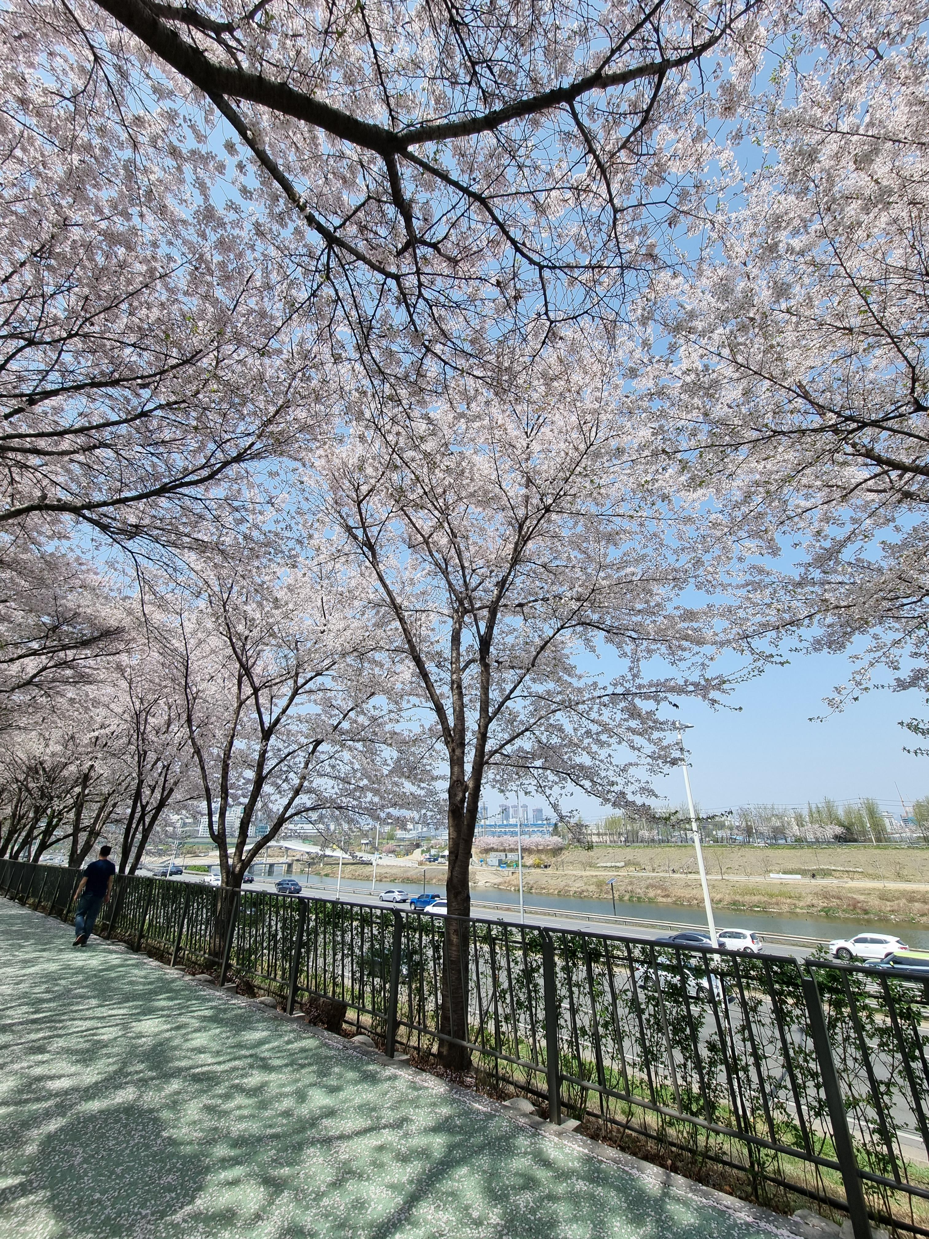 송정벚꽃길