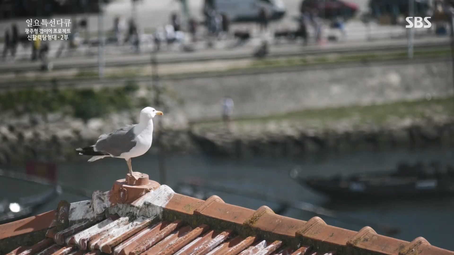 일요 특선 다큐멘터리.E326.231029p.H264-F1RST.mp4_20231029_160649.410.jpg