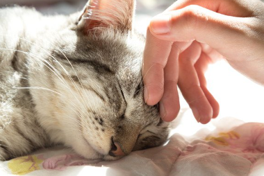 사람에게 쓰다듬어지고 있는 고양이.