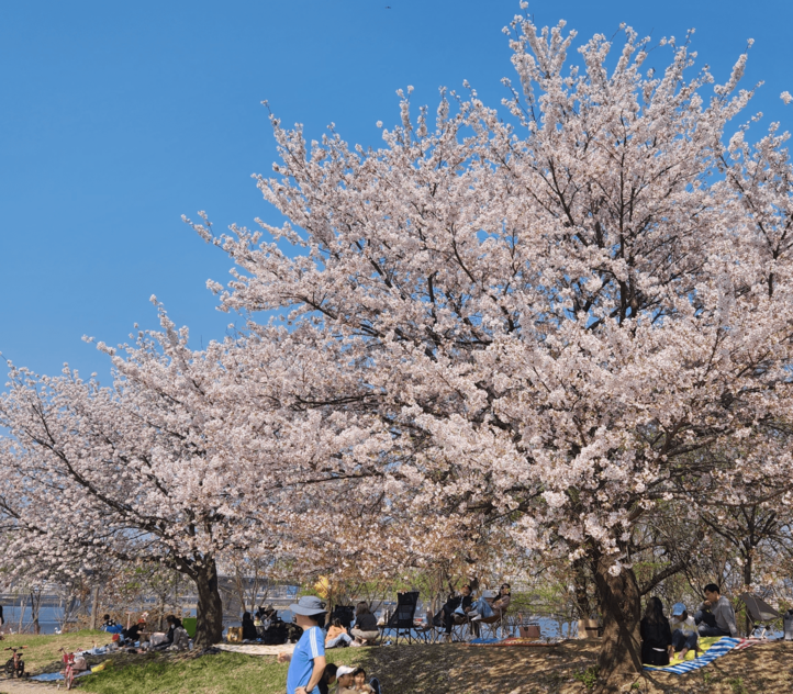 여의도 벚꽃축제 실시간 주차장 찾기 벚꽃 명소