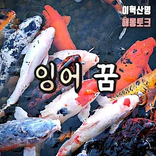 행운-잉어-물고기-잡는-꿈-해몽-fish