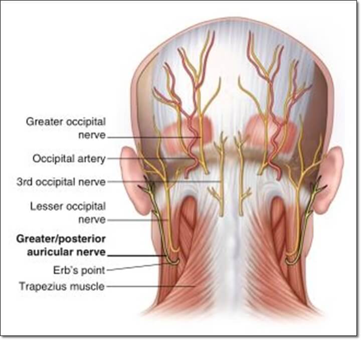 후두부 통증을 일으키는 신경이 나와 있는 해부학 그림