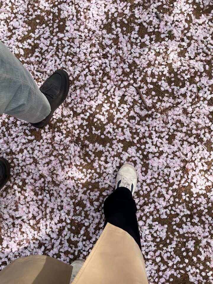 제주도-도두봉-벚꽃잎
