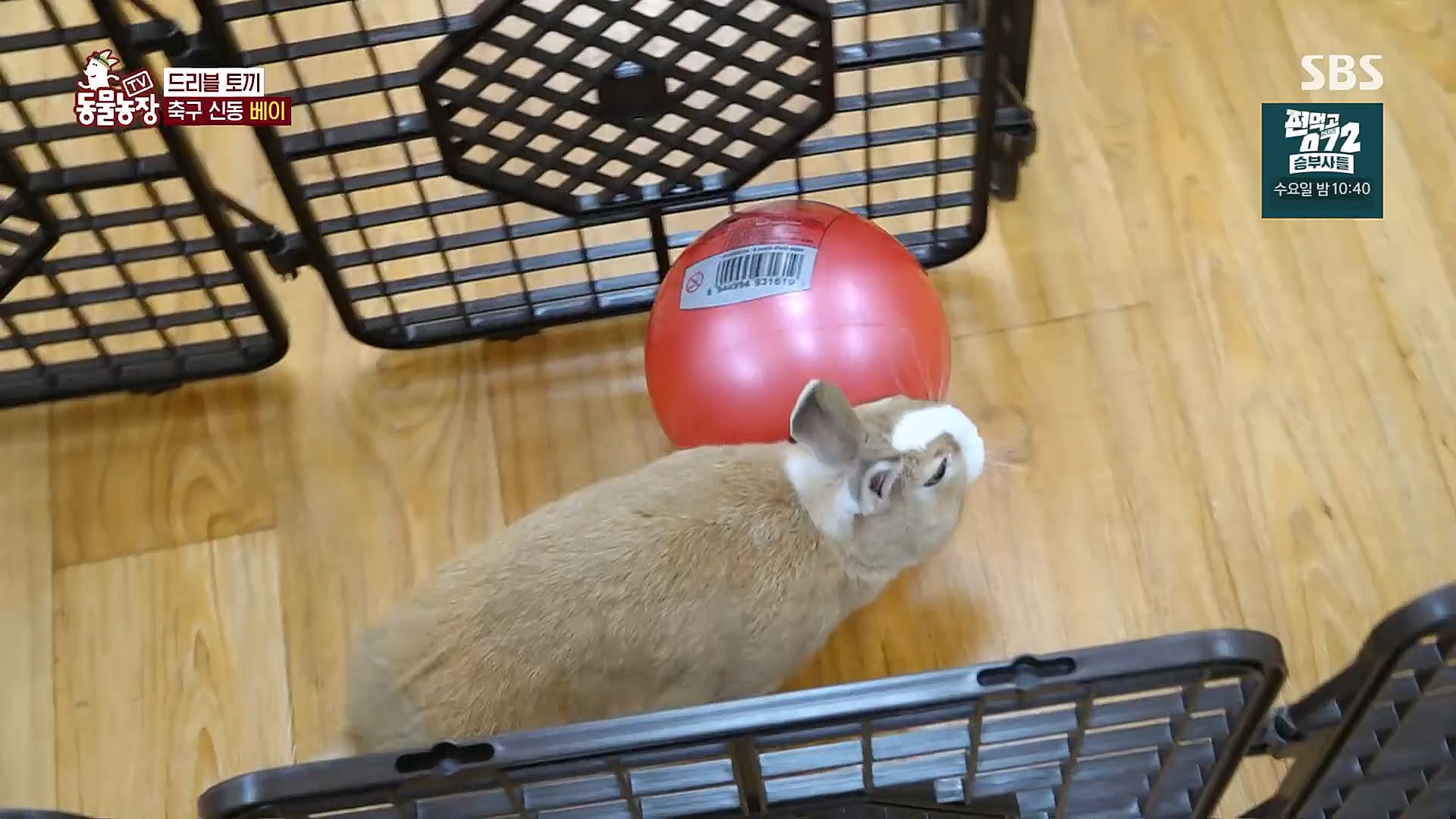 TV 동물농장.E1113.230326p.H264-F1RST.mp4_20230326_172509.789.jpg