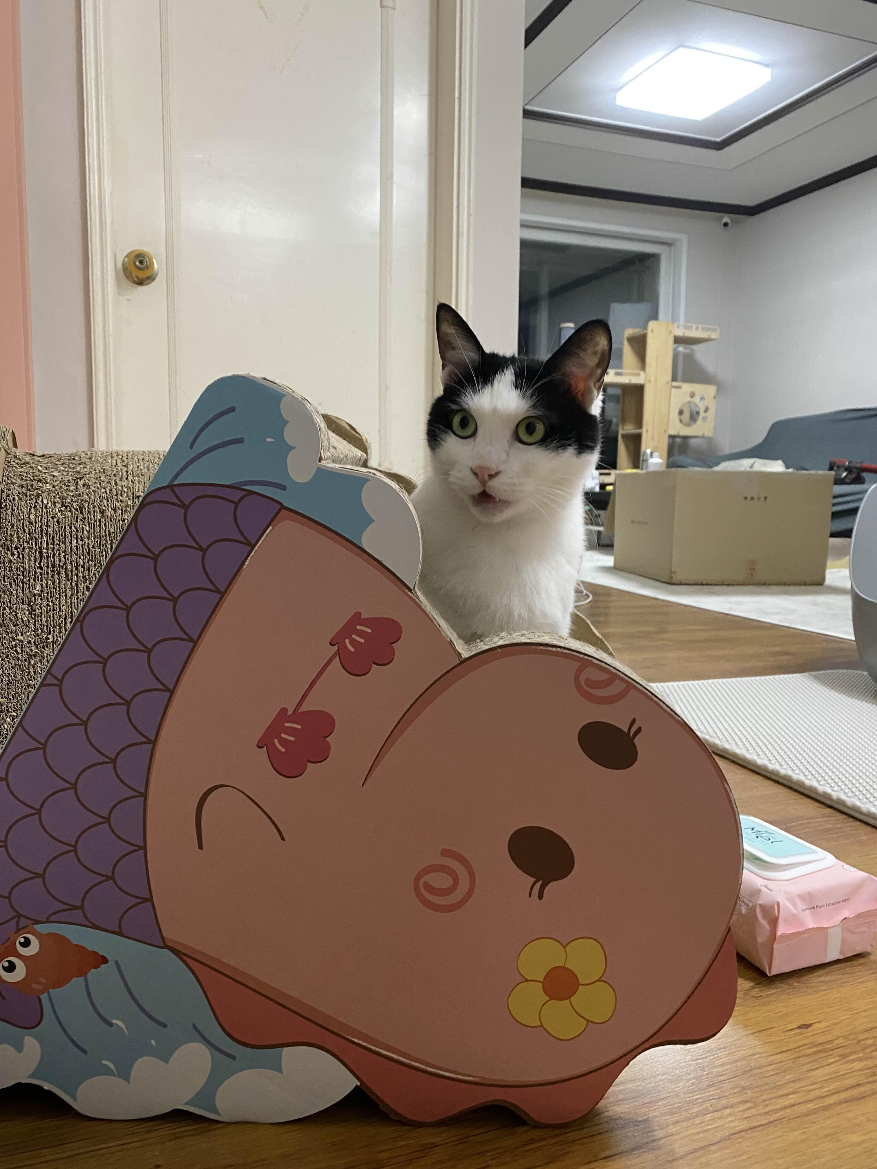 alt 태그