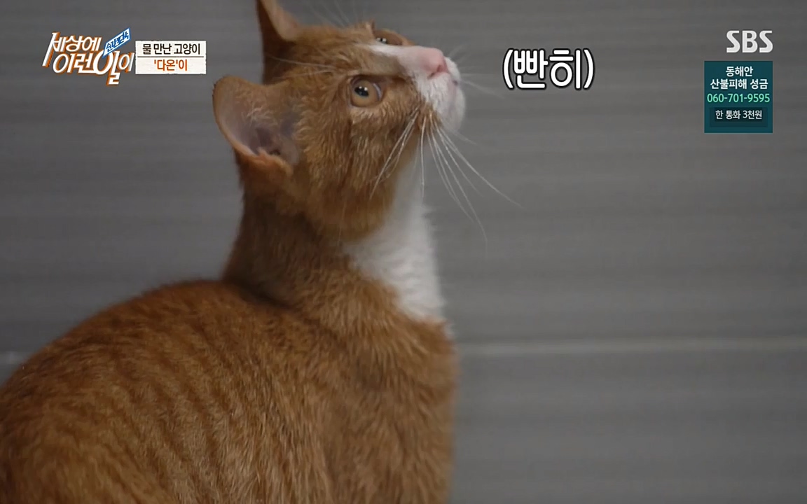 순간포착 세상에 이런일이.E1171.220316p-NEXT.mp4_20220316_184916.791.jpg