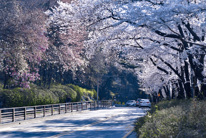 서울 벚꽃 명소