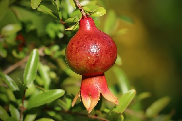석류 효능 12가지와 부작용 및 먹는 법