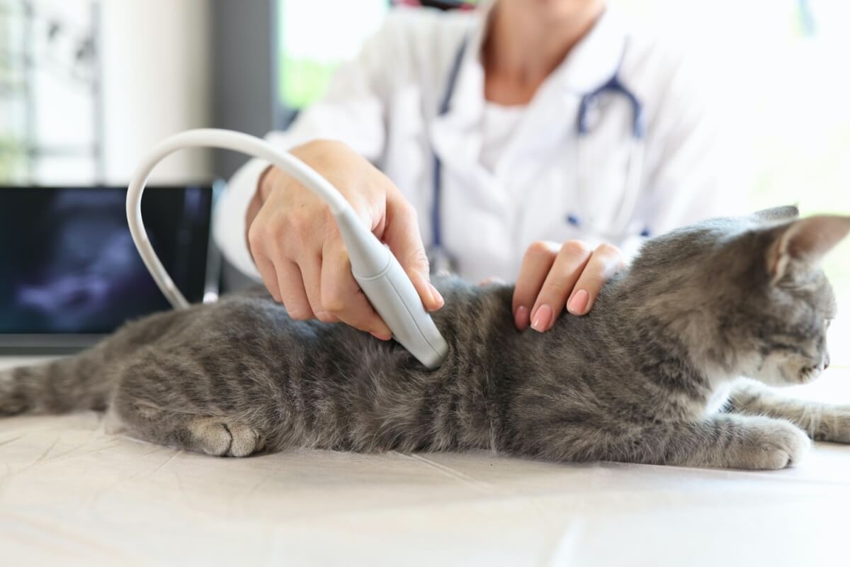 초음파를-통한-고양이-임신여부-확인