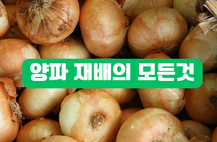 양파는 모든 것을 재배합니다.
