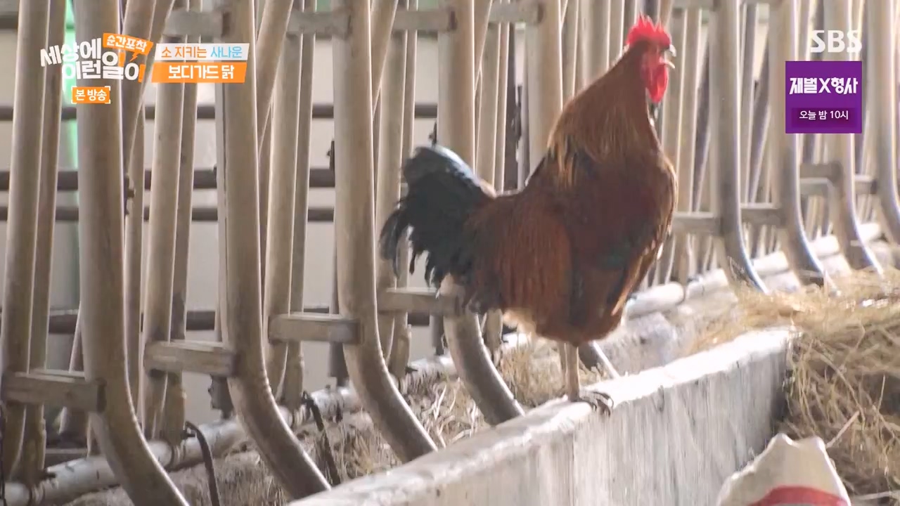 순간포착 세상에 이런일이.E1262.240128p-NEXT.mp4_20240128_184856.810.jpg