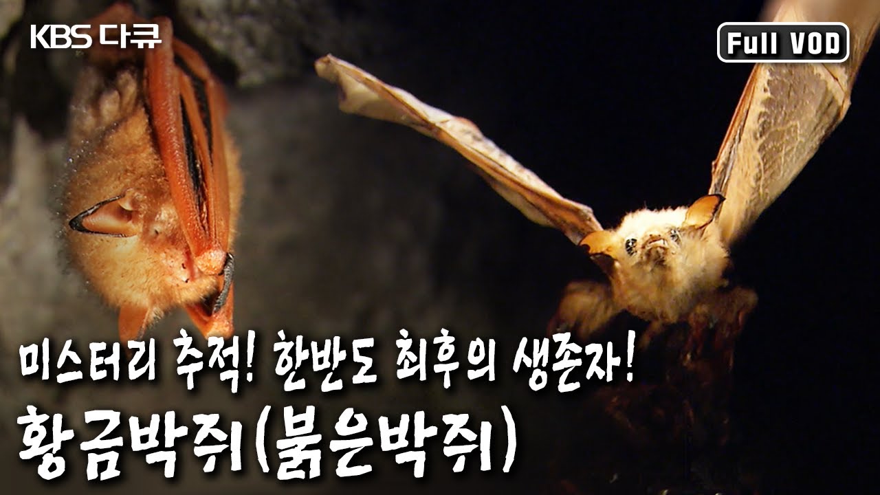 황금박쥐