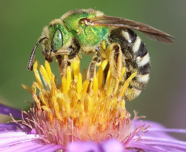 Unveiling the World of Green Sweat Bees Nature&#39;s Tiny Pollinators
