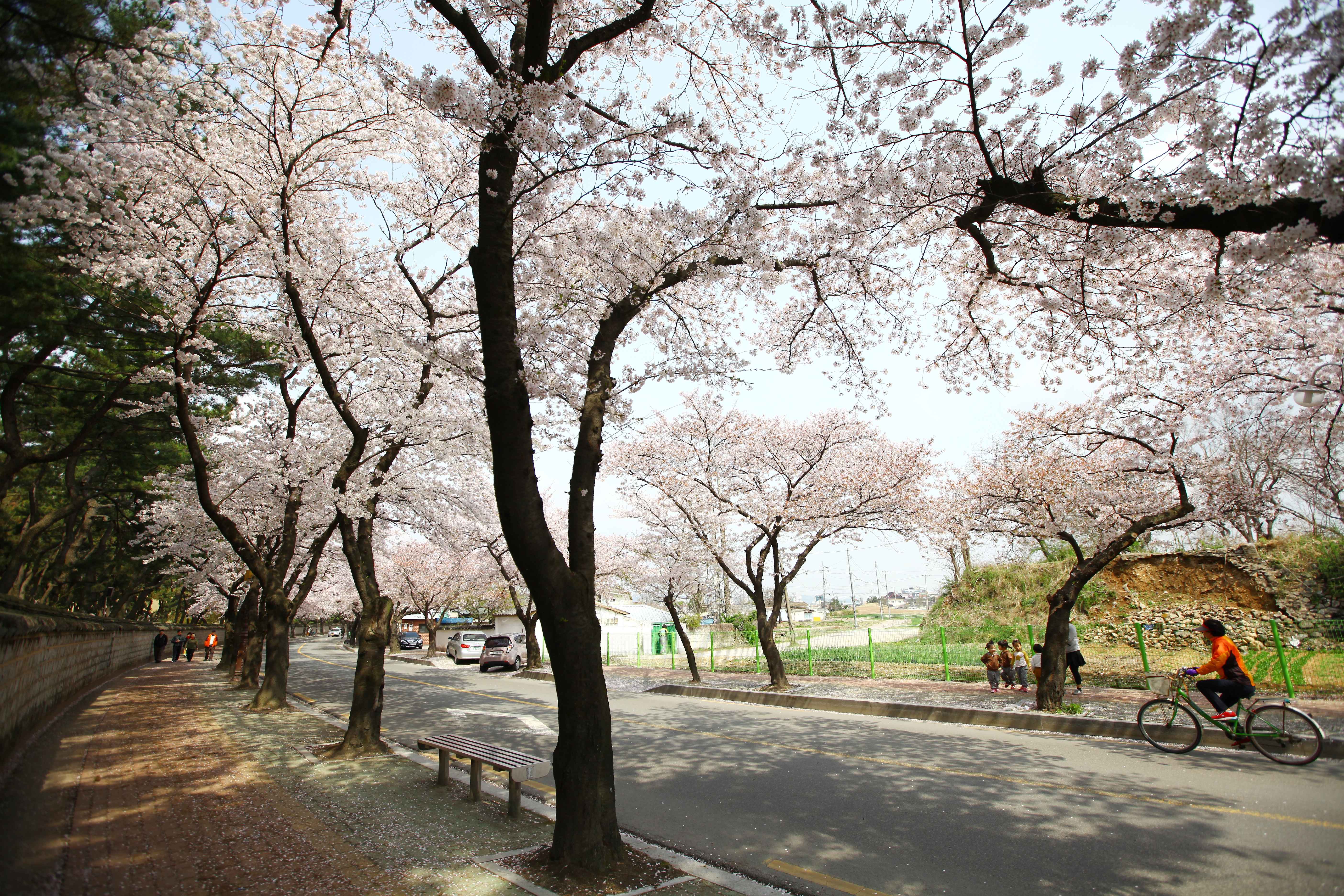 경주 대릉원 전경 ⓒ한국관광공사 포토코리아-한국관광공사 이범수