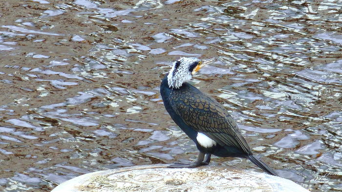 민물가마우지 Freshwater cormorant. 번식기 수컷