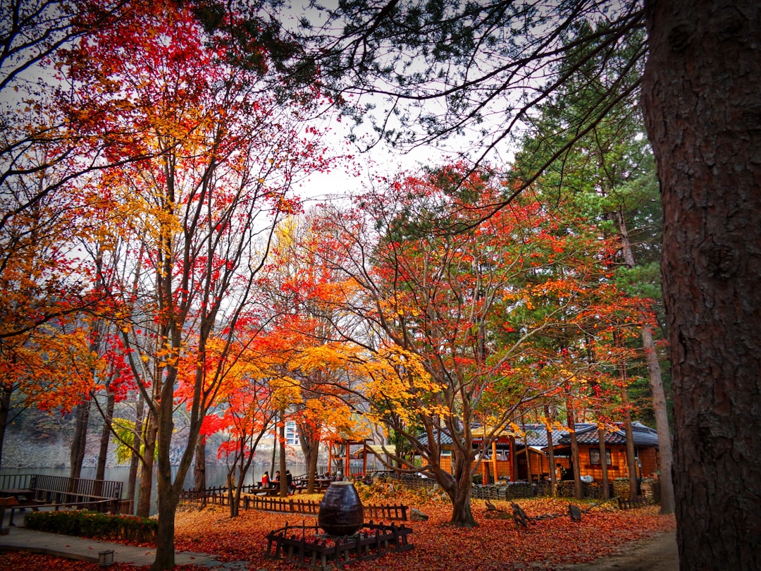 Korean Travel