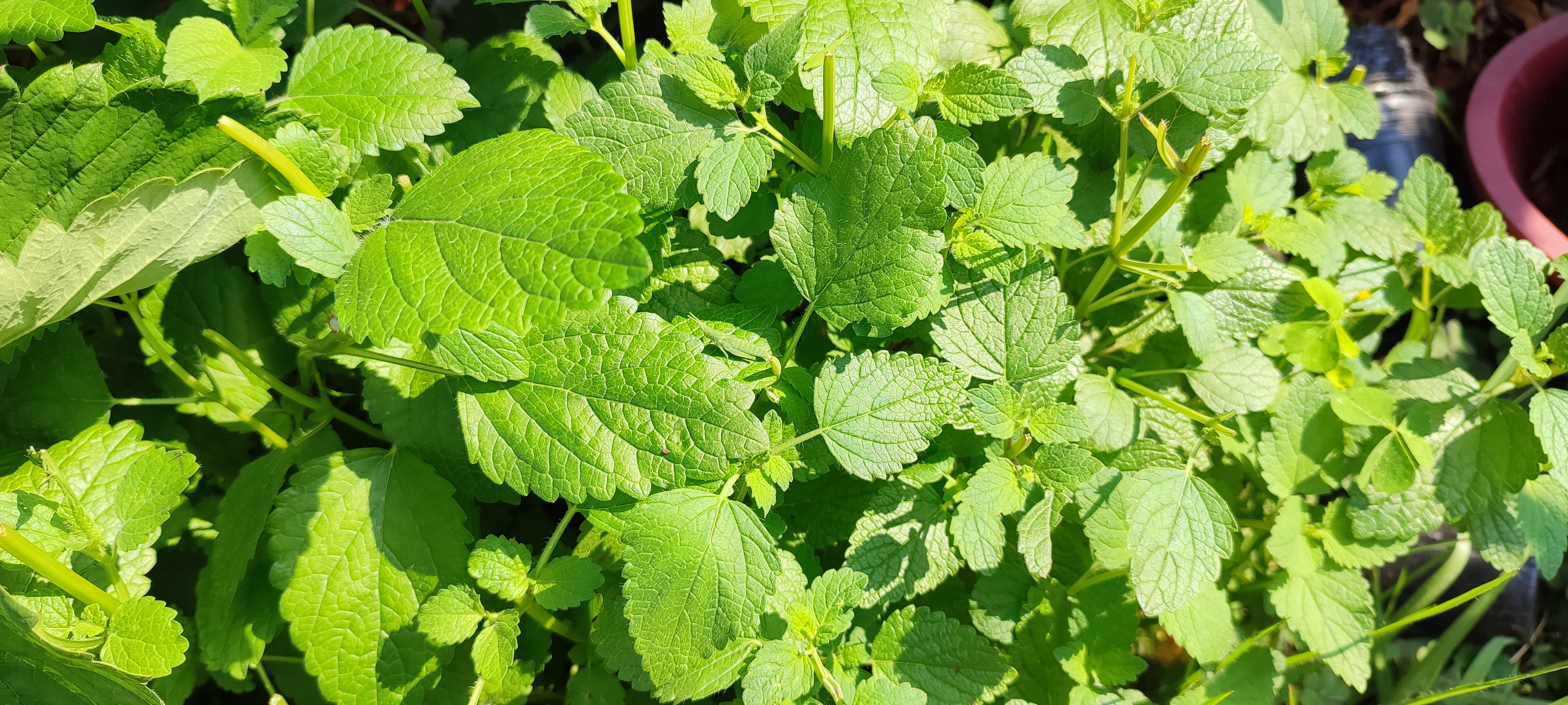  간단하게 레몬밤 잎으로 차 만드는 방법