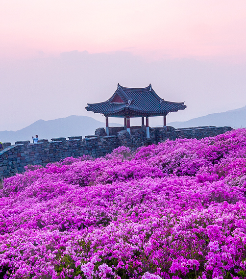 황매산 철쪽개화
