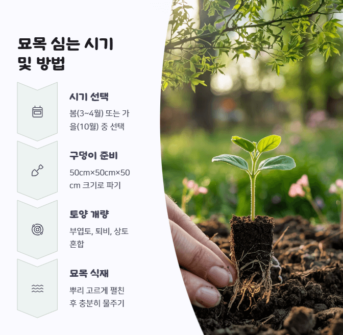 매실나무 심는 방법
