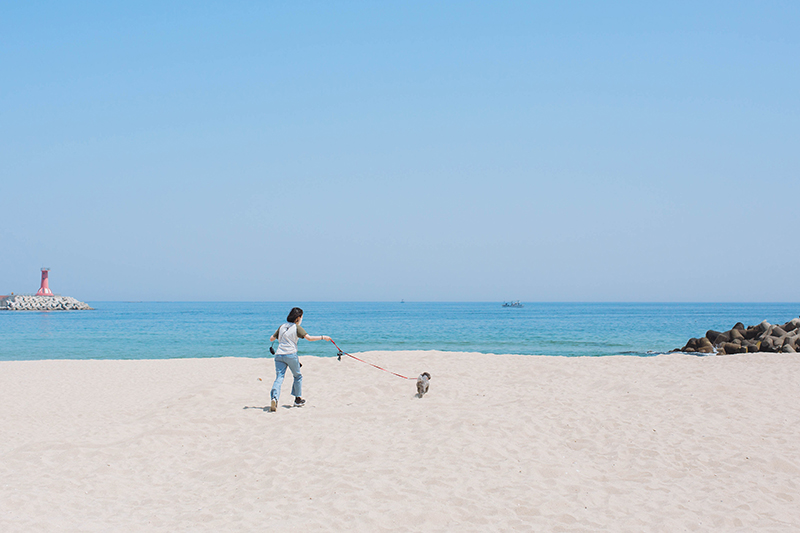 푸른 바다가 보이는 해변에서 강아지와 보호자가 뛰어가는 중.