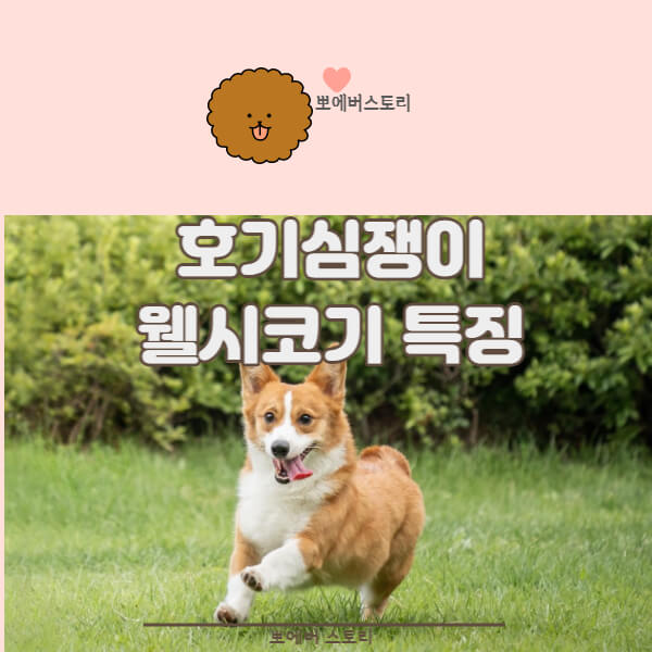  웰시코기성격 웰시코기특징 웰시코기 반려견