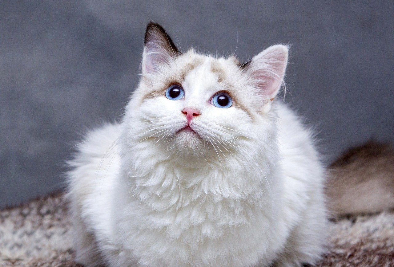 고양이 입양 준비 체크리스트