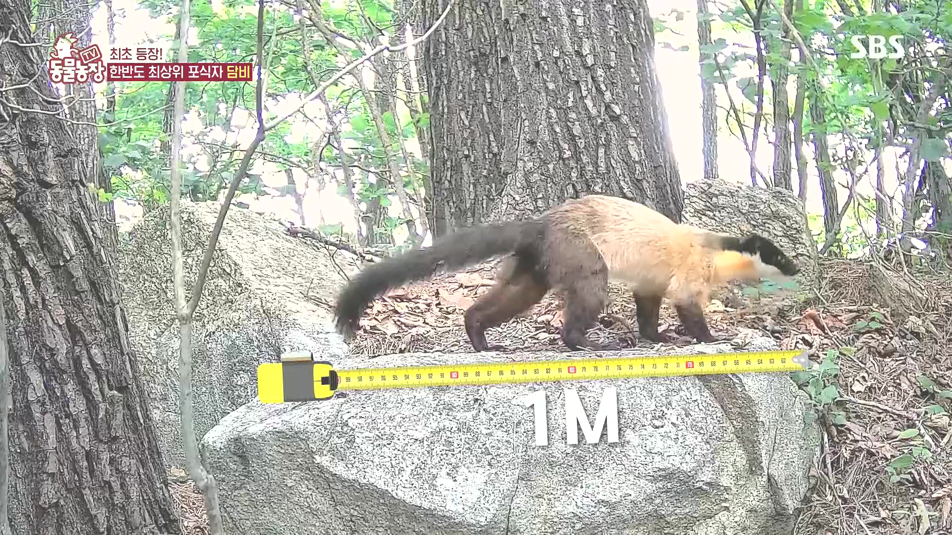 TV 동물농장.E1185.240818p.H264-F1RST.mp4_20240818_161255.512.jpg