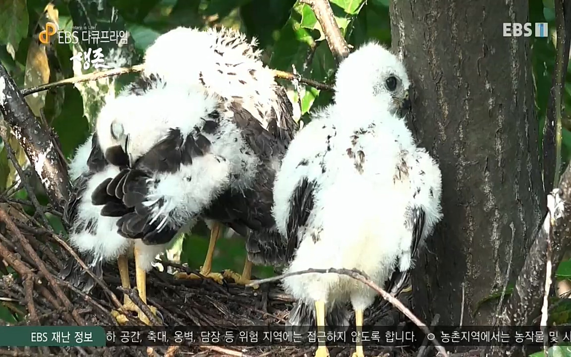 생존 3부_ EBS 다큐프라임_ 220629.avi_20220701_210801.495.jpg