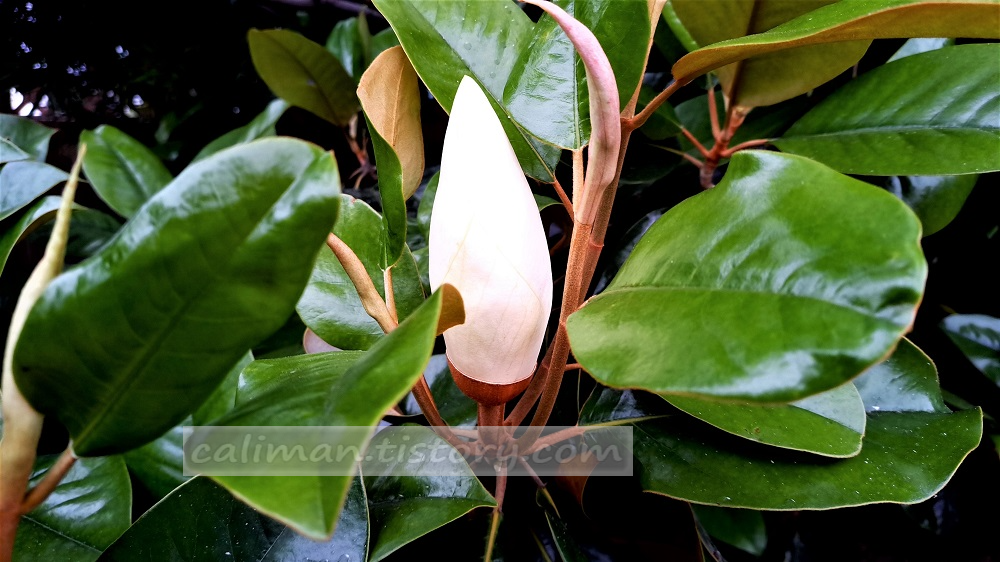 남부 목련(Southern magnolia)
