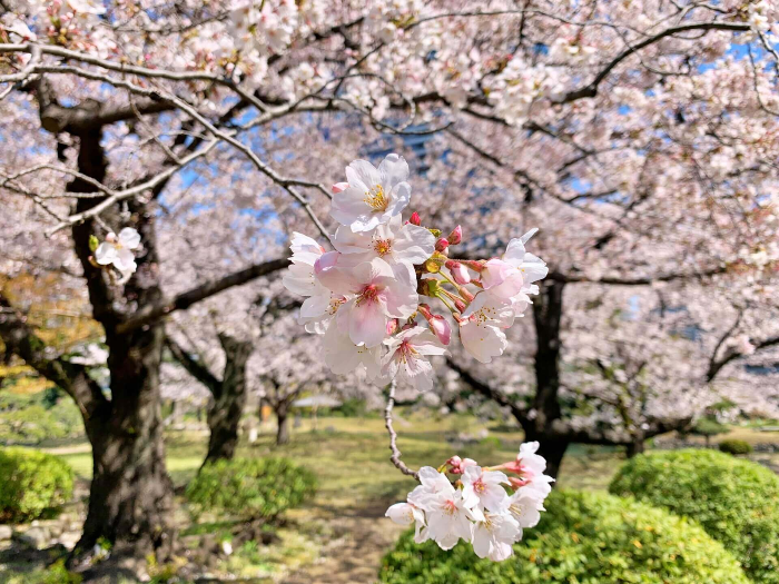 요시노 벚꽃 Yoshino Cherry Blossom