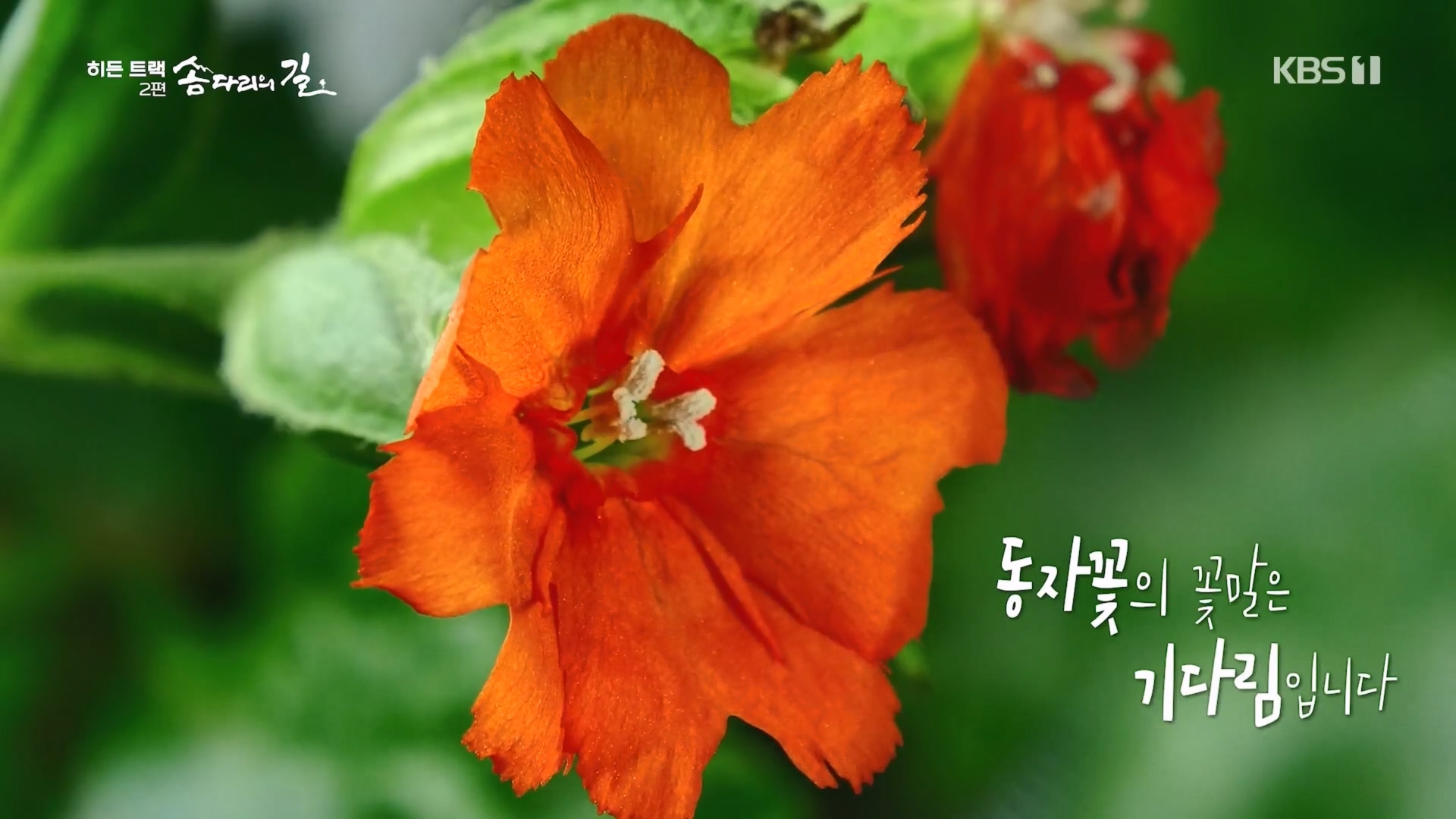 다큐 인사이트.E02.231215p.H264-F1RST.mp4_20231216_183243.014.jpg