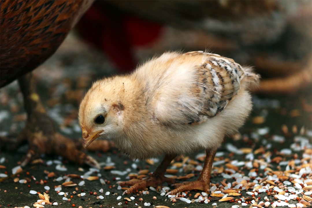 Feeding