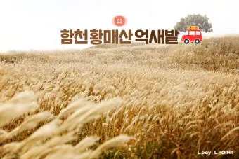 가을 감성 폭발하는 억새 명소 총정리 완벽 여행 가이드_12