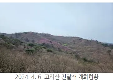 진달래 개화 시기-강화 고려산