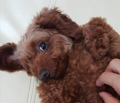  강아지를 만나면 짖는 행동을 이해해보자