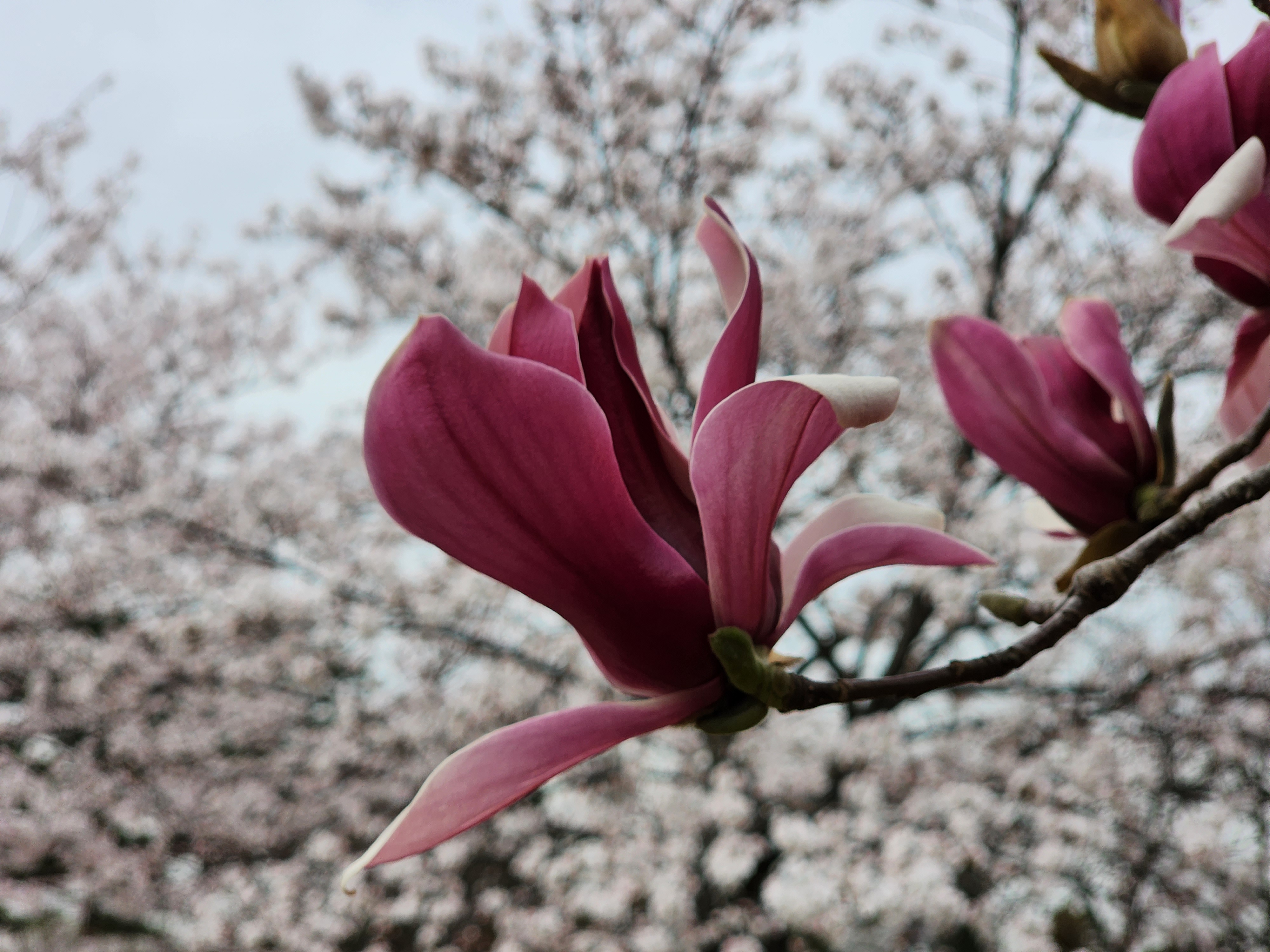 자주목련 (이명: 백자목련&amp;#44; 홍목련 &amp;#124; 학명: Magnolia denudata var. purpurascens)
