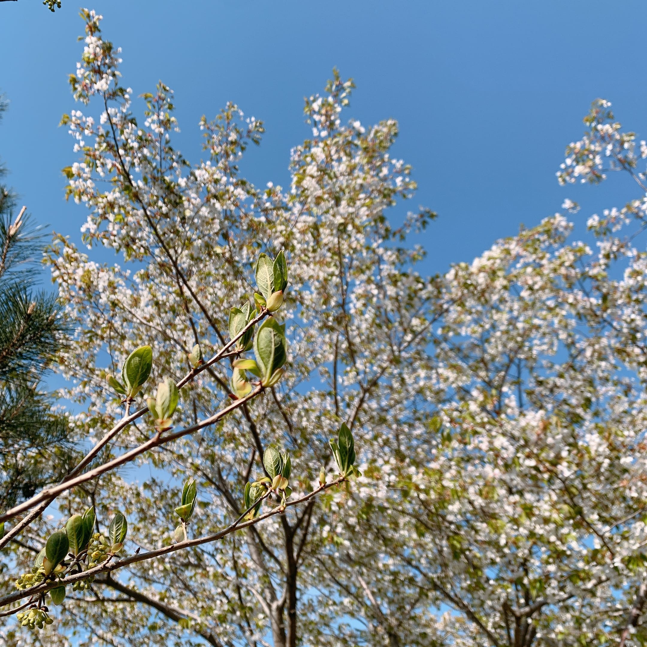 승학산 벚나무와 새순