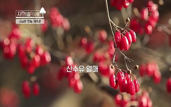 [3회] 자연의 철학자들 - KBS새처럼 살고 싶어라] 자연이라는 위대한 법당에서 숲의 울림, 새들의 소리를 들으며 깨달음을 얻은 도연 스님.ts_20220320_152826.584.jpg