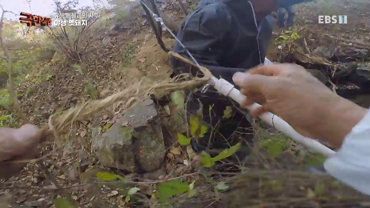 TV - 교육의 중심 EBS유해 동물과의 사투! 등검은말벌, 야생 멧돼지 퇴치.mp4_20221129_195019.745.jpg
