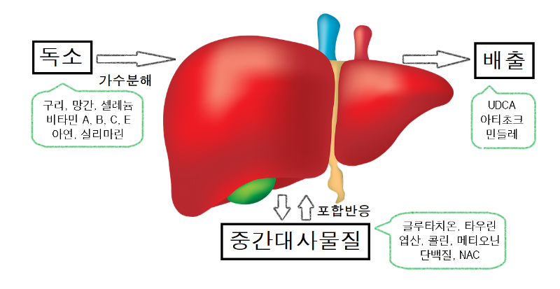 간-해독-과정