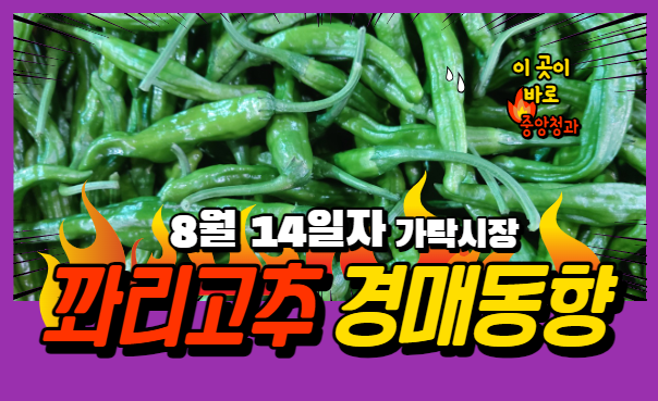  [경매사 일일보고] 8월 14일자 가락시장 꽈리고추 경매동향을 살펴보겠습니다!